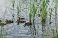 /album/ornithologie/caneton-jpg/