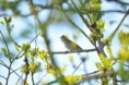 /album/ornithologie/rosignol-jpg/